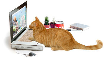 猫パソコン.jpg